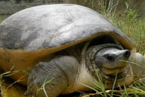 A világ legnagyobb édesvízi teknősnek esélye van a túlélésre